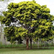 BioParque Brasil | Pau-Brasil